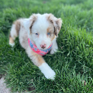 Meet your Posher, Kristie